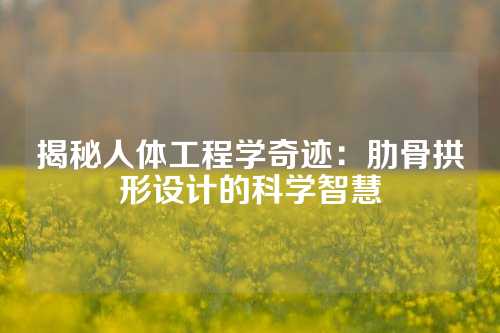 揭秘人体工程学奇迹：肋骨拱形设计的科学智慧